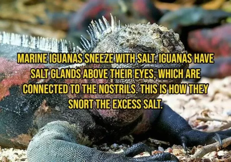 Some facts about animals - #8 