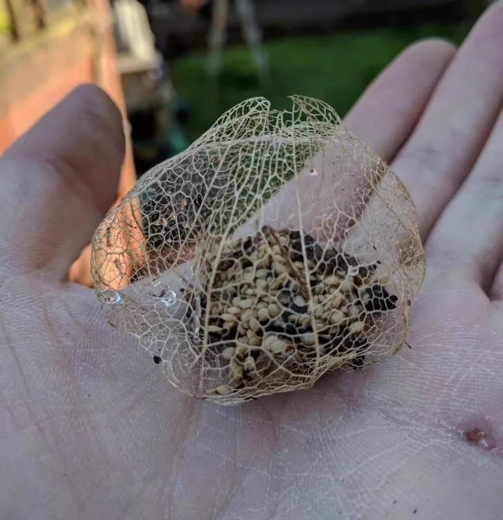 Nature always surprises us - #1 