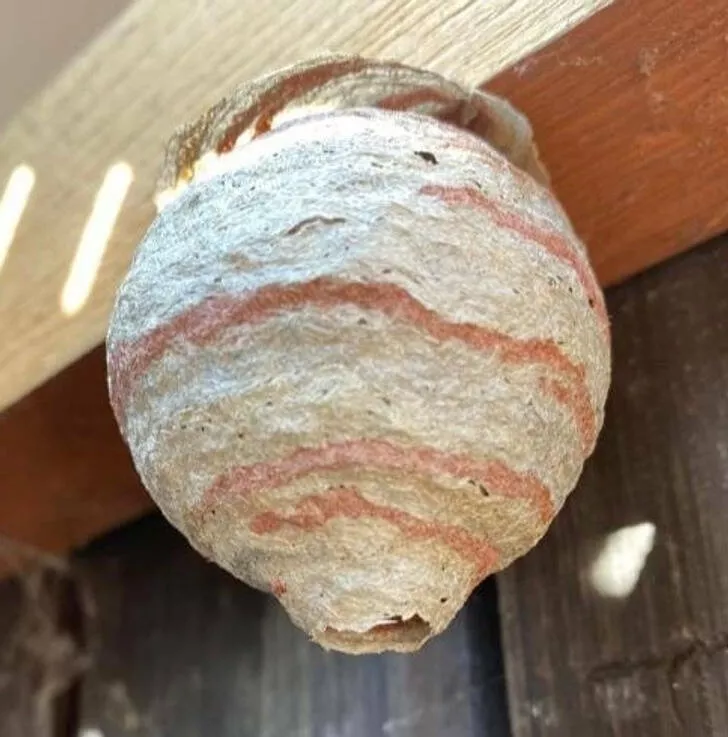 Nature always surprises us - #12 