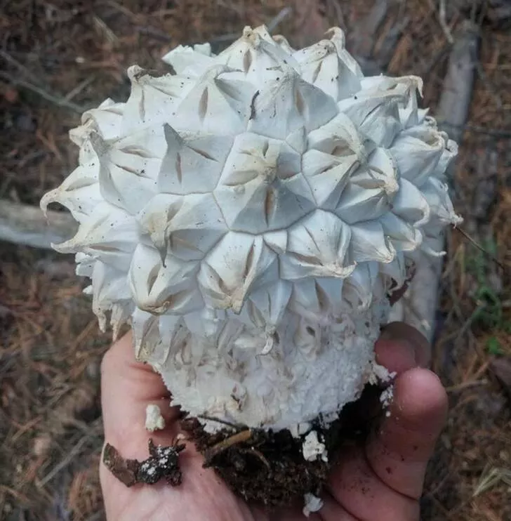 Nature always surprises us - #2 