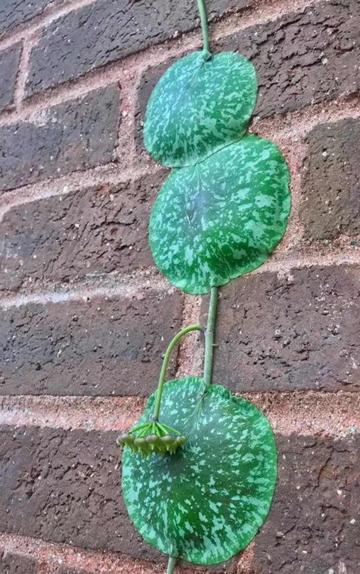 La nature nous surprend toujours - #3 