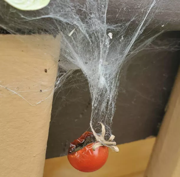 La nature nous surprend toujours - #4 