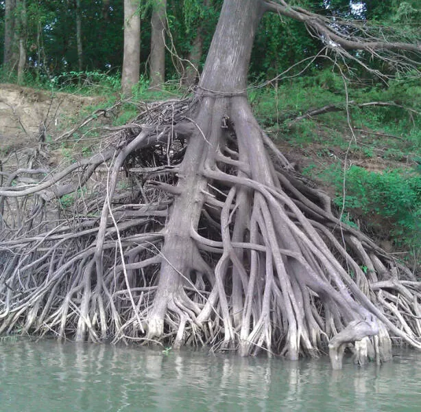 La nature nous surprend toujours - #5 