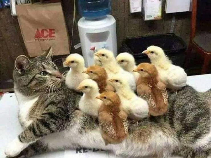 Picdump 706 - #41 