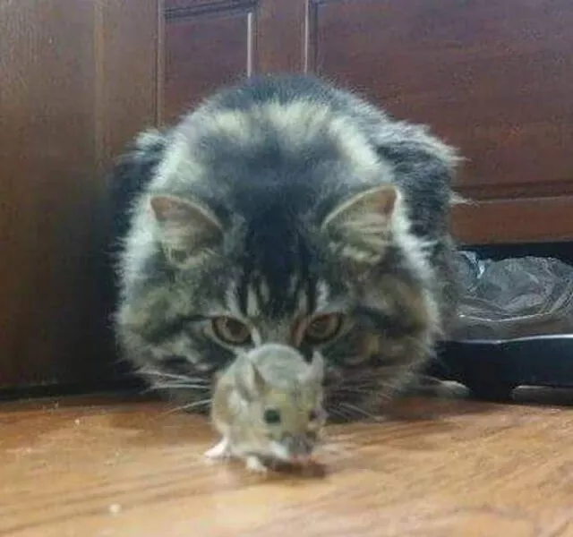 The kings of perfect timing in pictures - #1 