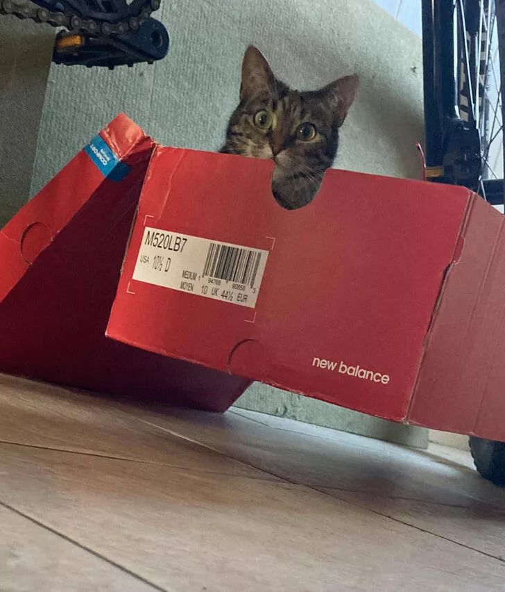 The kings of perfect timing in pictures - #25 