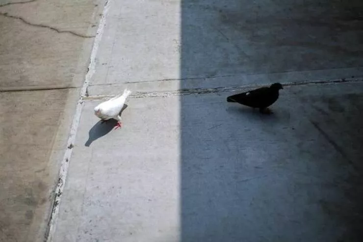 The kings of perfect timing in pictures - #45 