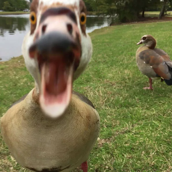 The kings of perfect timing in pictures - #6 