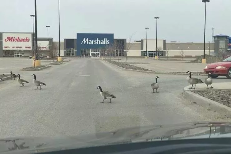 Things that only happen in canada - #14 