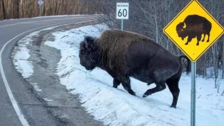 Things that only happen in canada - #16 