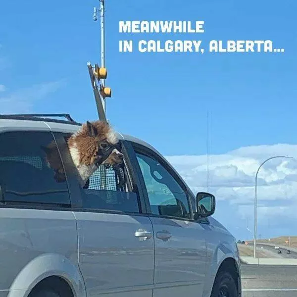 Things that only happen in canada - #2 