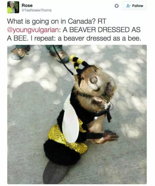 Things that only happen in canada - #28 Things that only happen in canada - #28