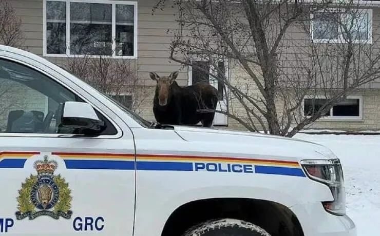 Things that only happen in canada - #35 Things that only happen in canada - #35