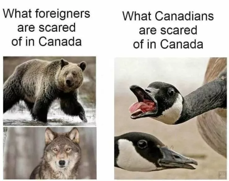 Things that only happen in canada - #36 Things that only happen in canada - #36