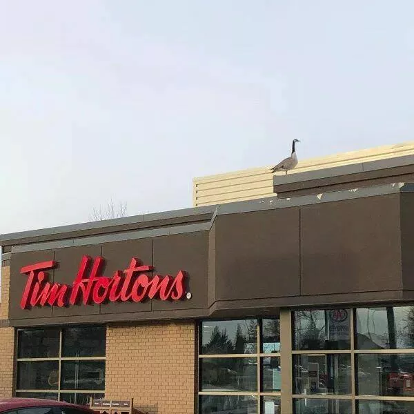 Things that only happen in canada - #5 