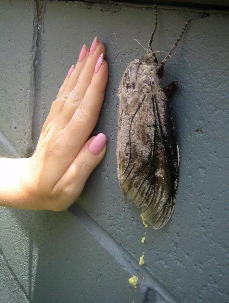 Picdump 712
