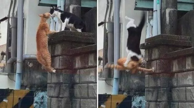 Picdump 712 - #50 