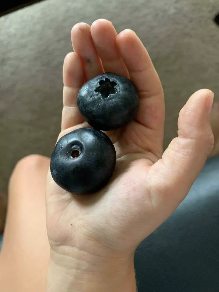 Things that will fascinate you - #19 Huge blueberries
