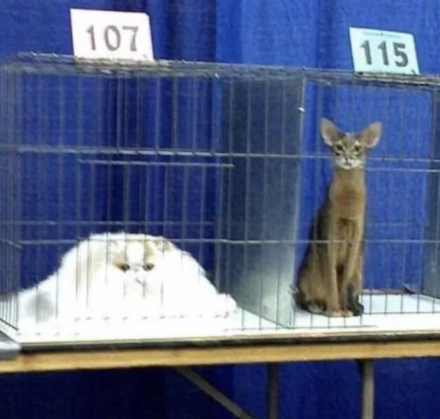 Picdump 720 - #31 