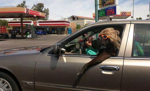 Funny car humor photos - #28 