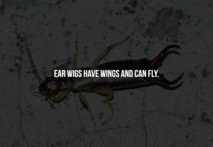 Scary facts - #6 