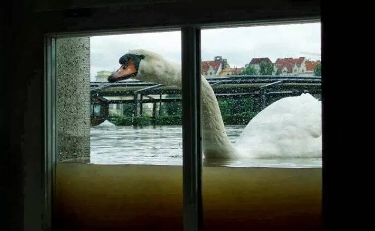 When nature is unleashed - #1 