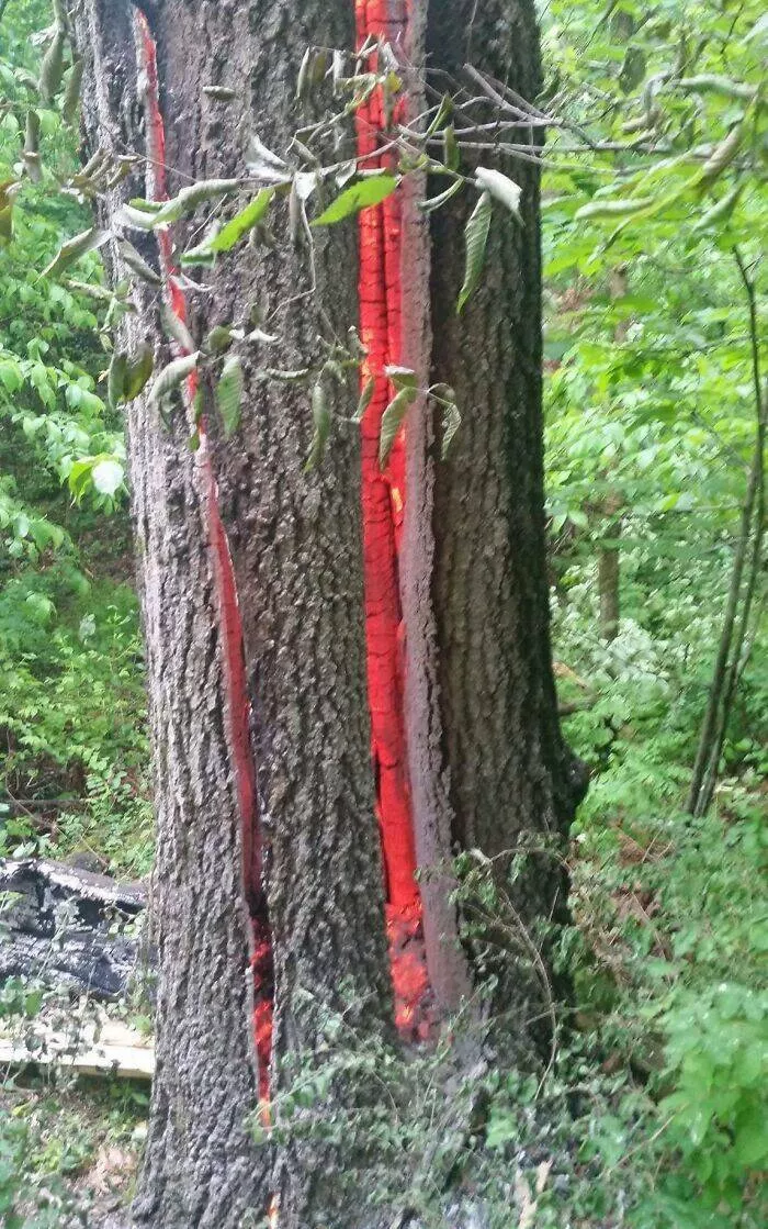 When nature is unleashed - #21 