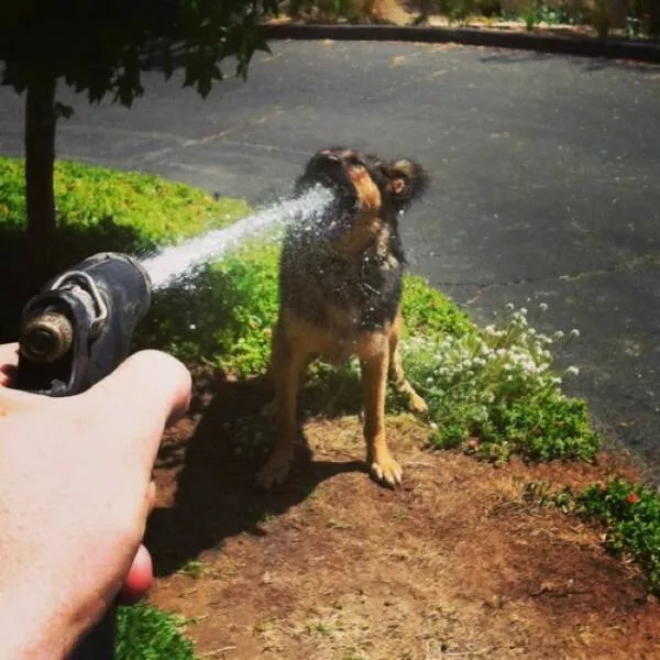 Picdump 729 - #5 
