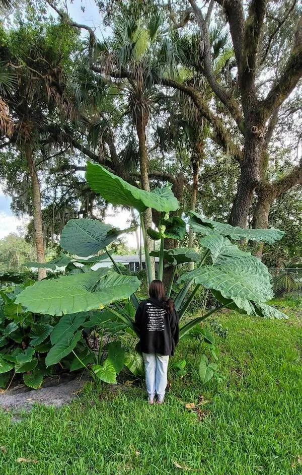 We feel dwarfs near these objects - #12 