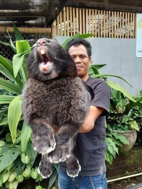 We feel dwarfs near these objects - #22 