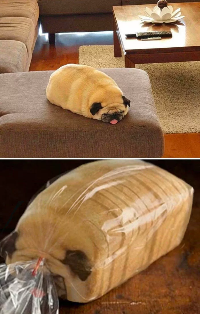 The funniest photo edits in the world - #27 