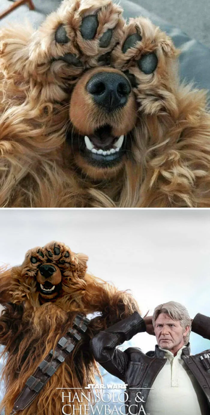 Les montages photo les plus droles du monde - #40 Les montages photo les plus droles du monde - #40