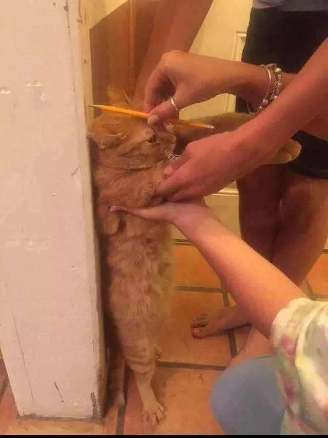 Picdump 732 - #41 