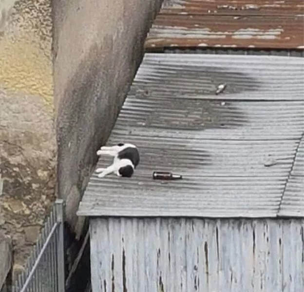 Picdump 734 - #40 