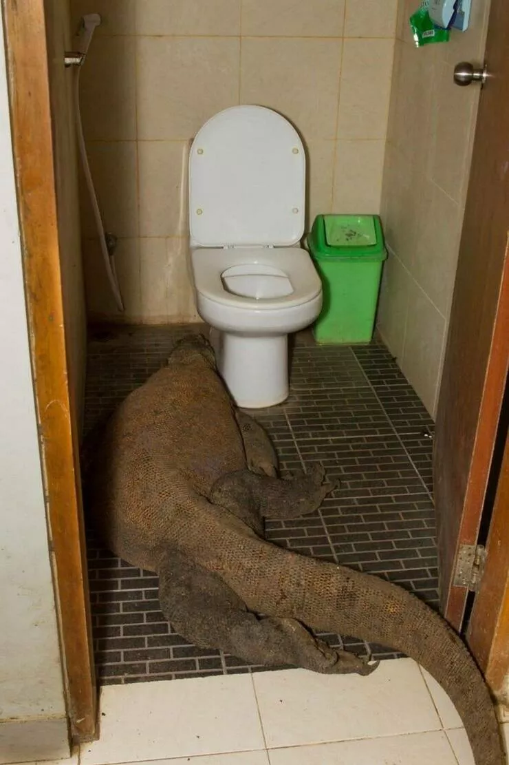Picdump 735 - #36 
