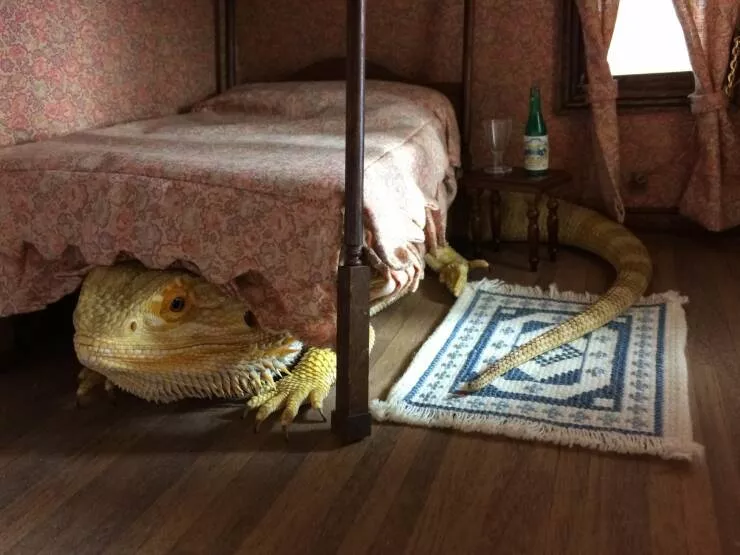 Picdump 735 - #41 