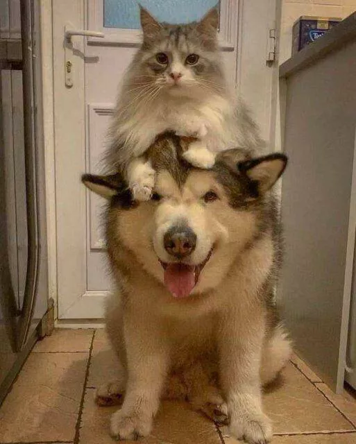 Picdump 736 - #35 