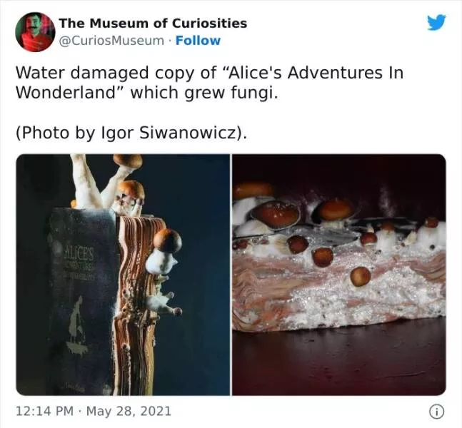 Museum curiosities - #28 