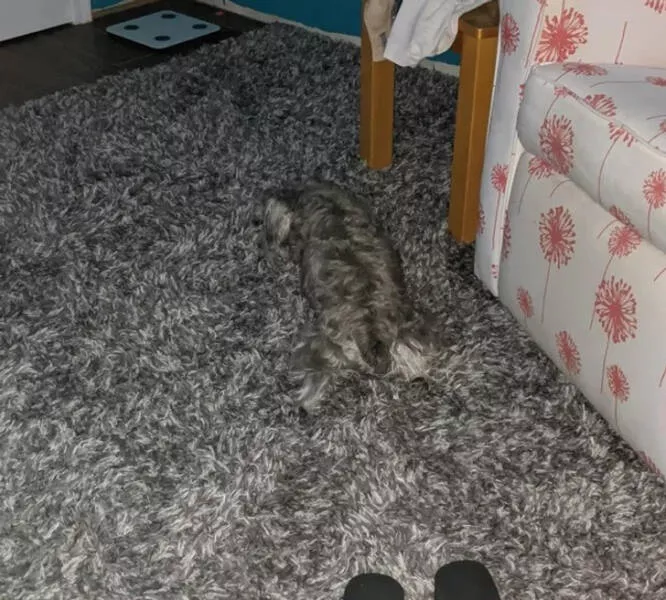 Near perfect amateur camouflages - #13 