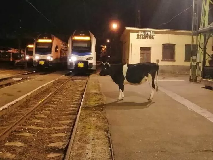Picdump 739 - #33 