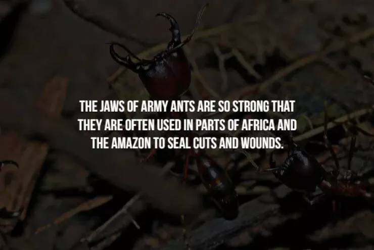 Creepy facts - #1 
