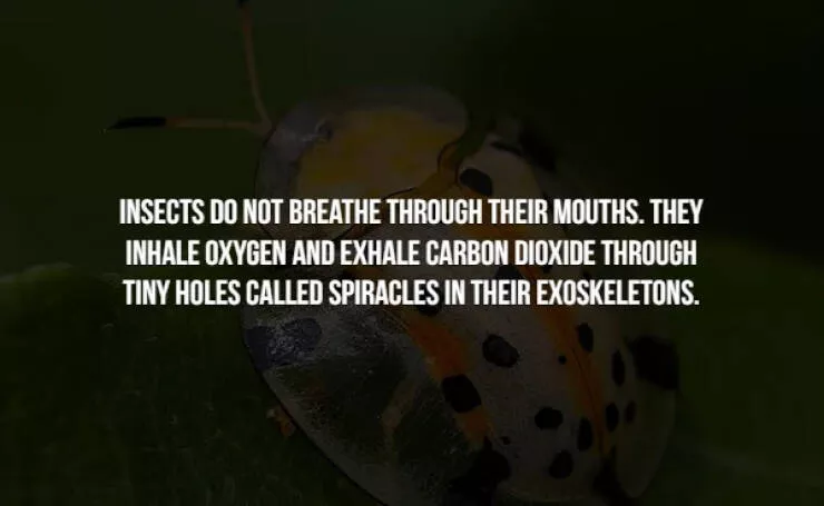 Creepy facts - #10 