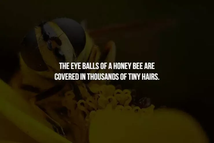 Creepy facts - #15 