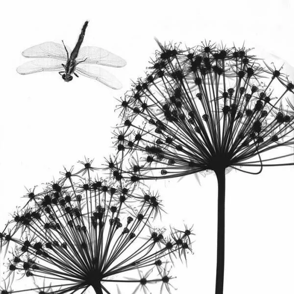 X ray vs nature - #13 