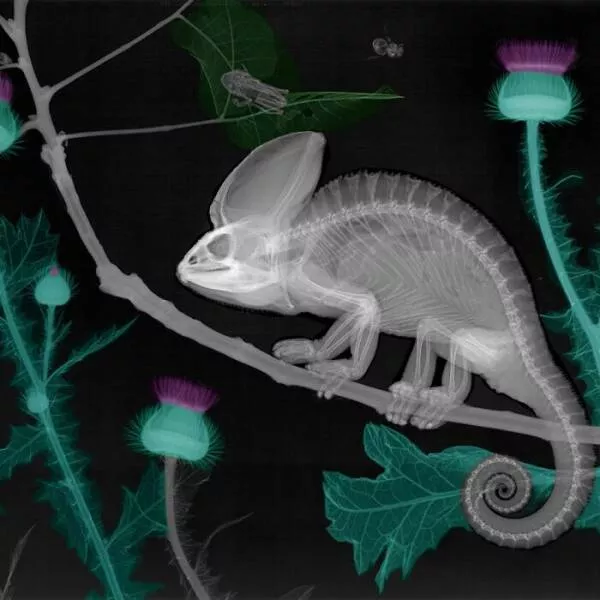 X ray vs nature - #15 