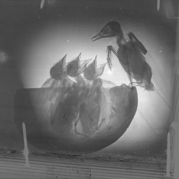 X ray vs nature - #18 