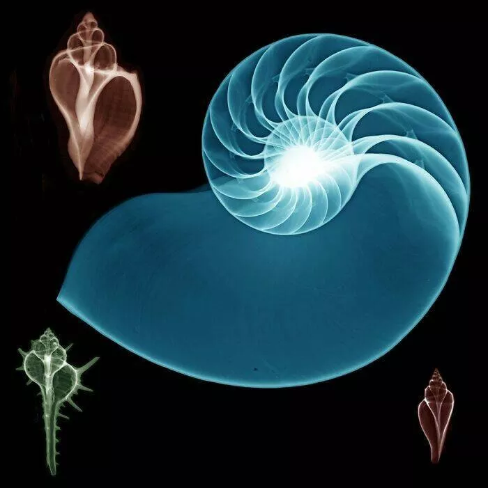 X ray vs nature - #19 