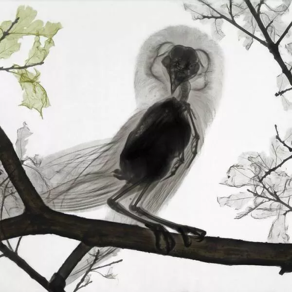 X ray vs nature - #2 