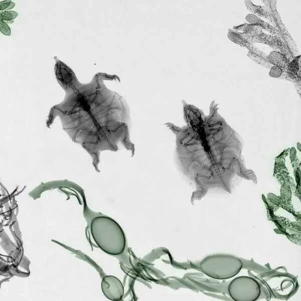 X ray vs nature