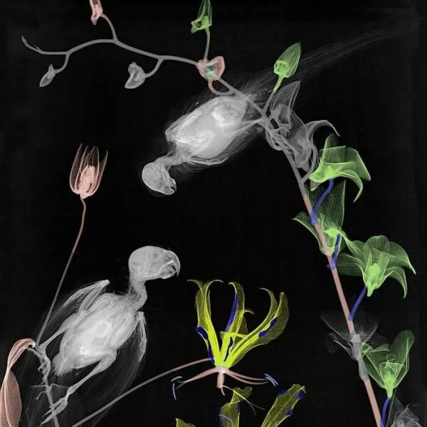 X ray vs nature